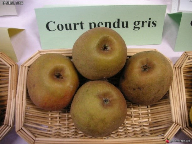 Pommier - Court pendu gris