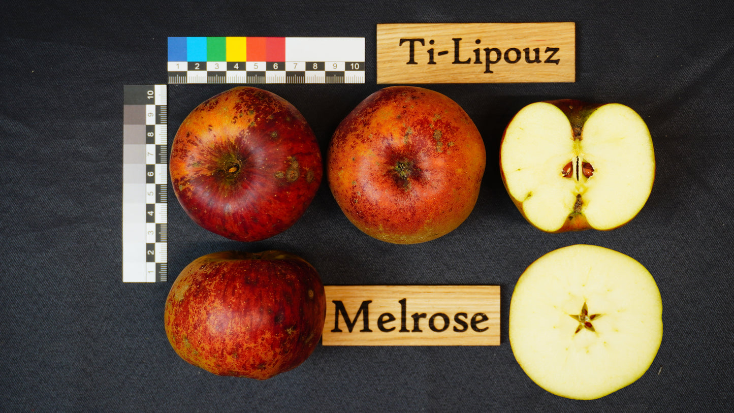 Apple tree - Melrose