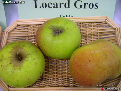 Pommier - Gros locard