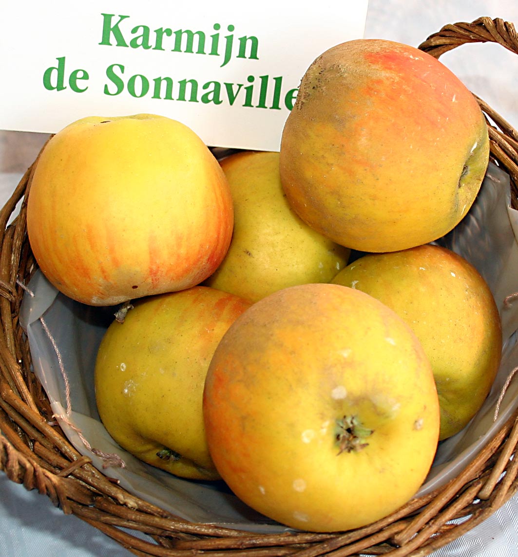 Apple tree - Karmijn de Sonnaville