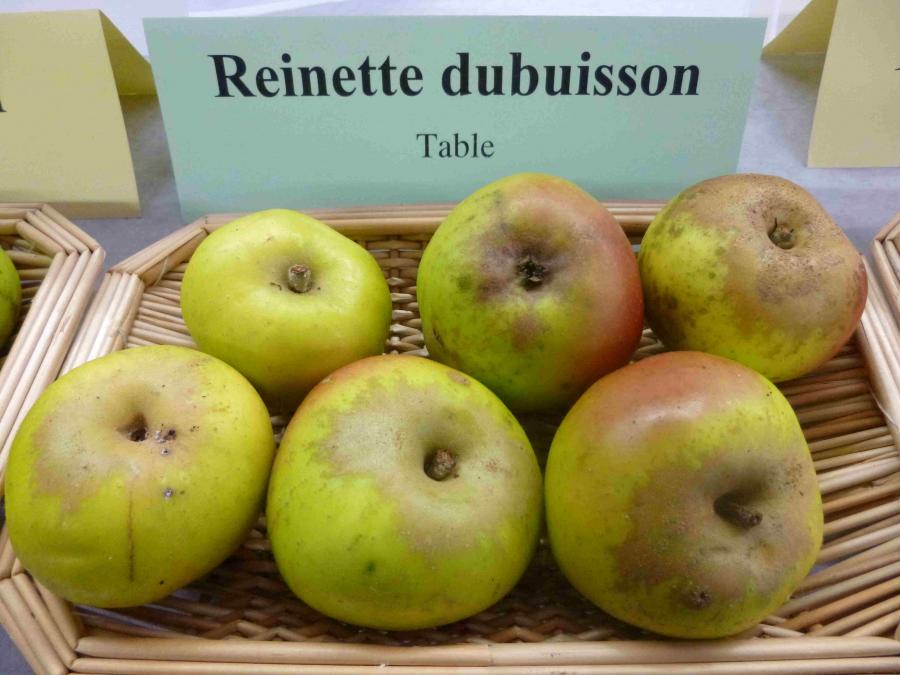 Apple tree - Reinette Dubuisson