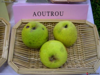 Apple tree - An Aotrou