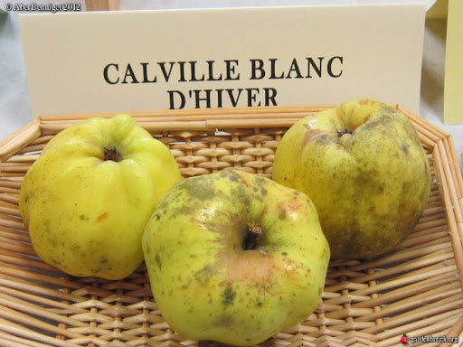 Apple tree - Calville White Winter