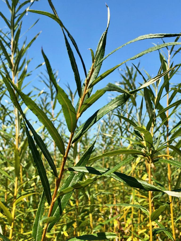 Saule OSIER - Matsudana Tortuosa