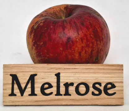 Apple tree - Melrose