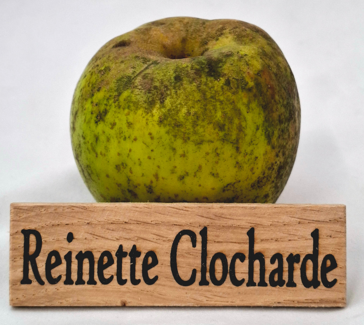 Apple tree - Reinette Clocharde
