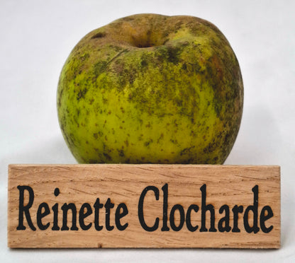 Apple tree - Reinette Clocharde