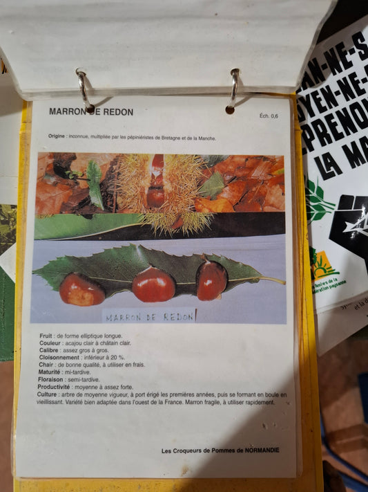 Chestnut tree - Redon chestnut