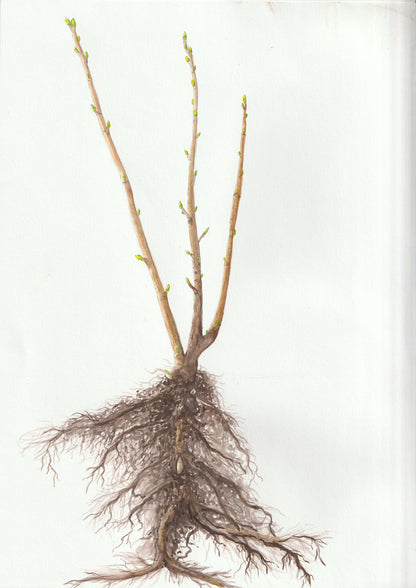 Cassissier - Royal de Naples