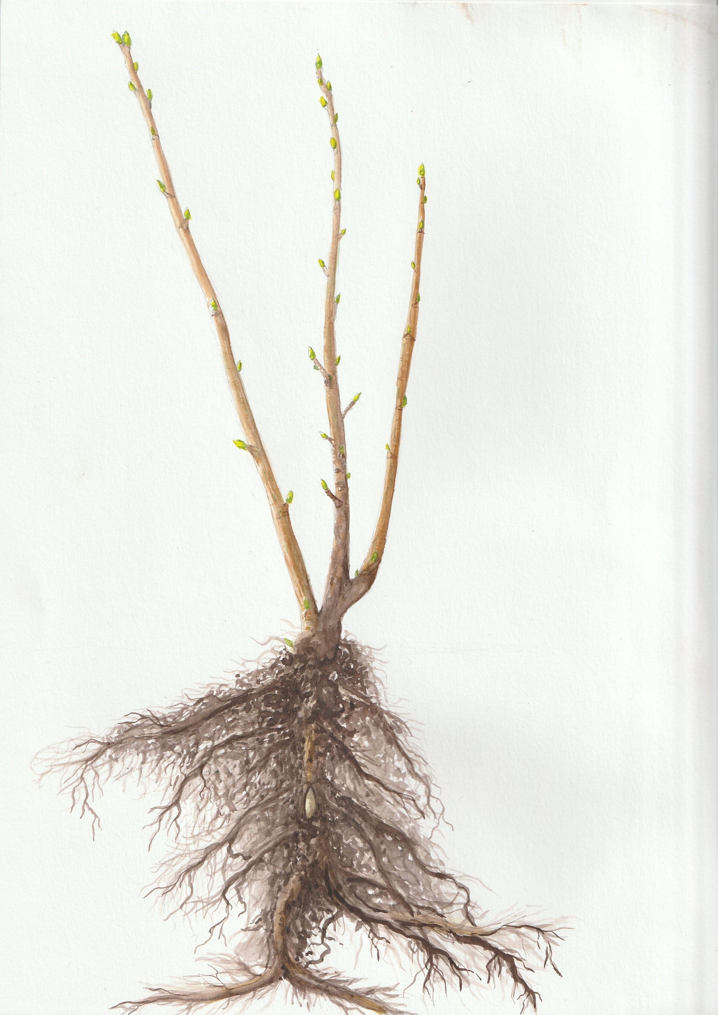 Cassissier - Géant de Boskoop