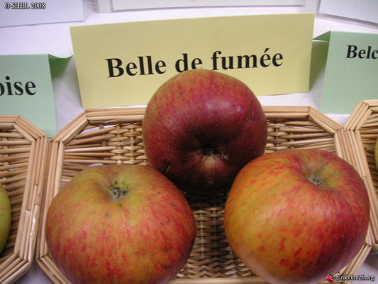 Pommier - Belle de Fumée