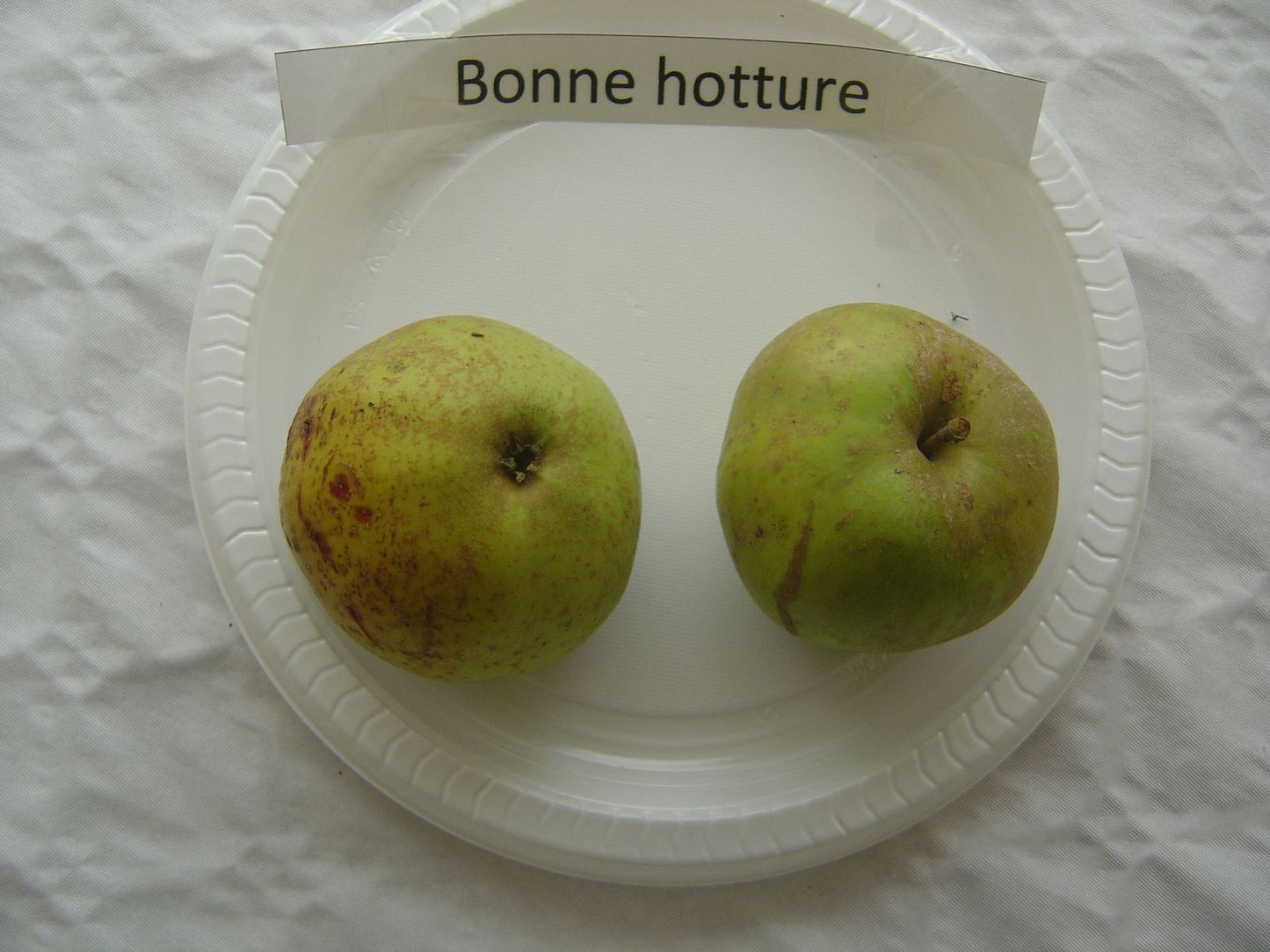 Apple Tree - Good Hotture