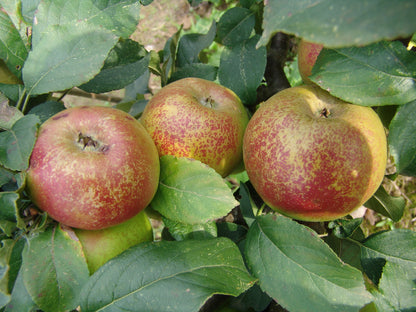 Apple tree - Chailleux cloth of gold