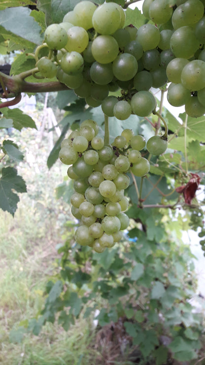Golden Chasselas Vine