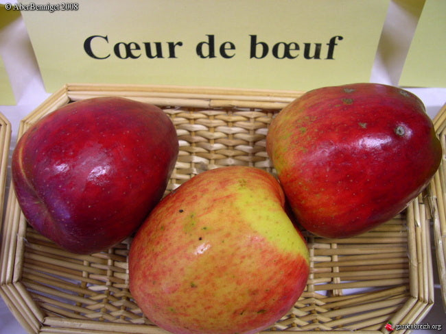 Apple - Beefsteak