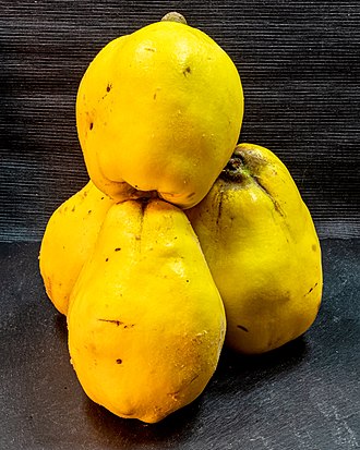 Cognassier - Géant de Wranja