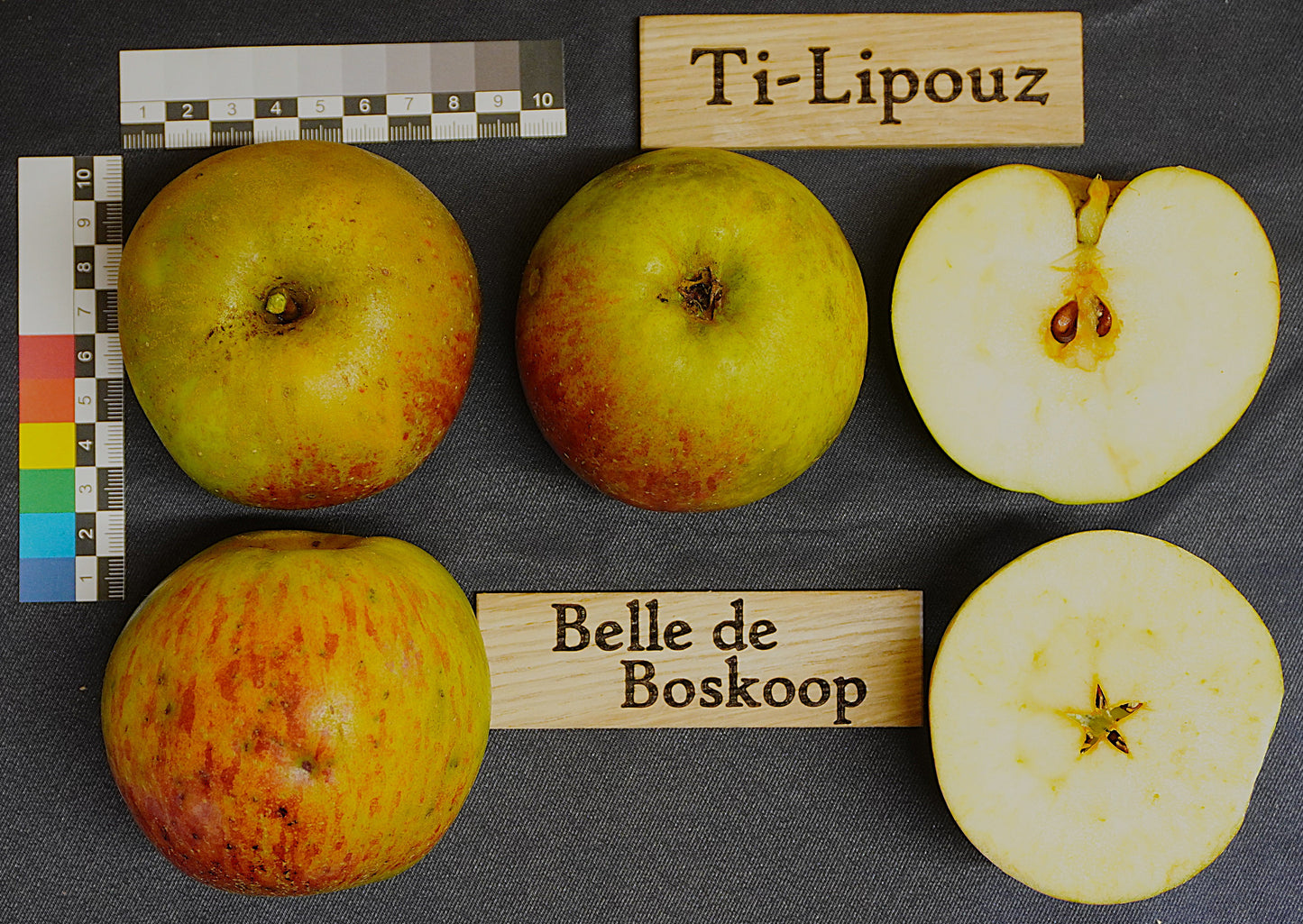 Boskoop Apple Tree