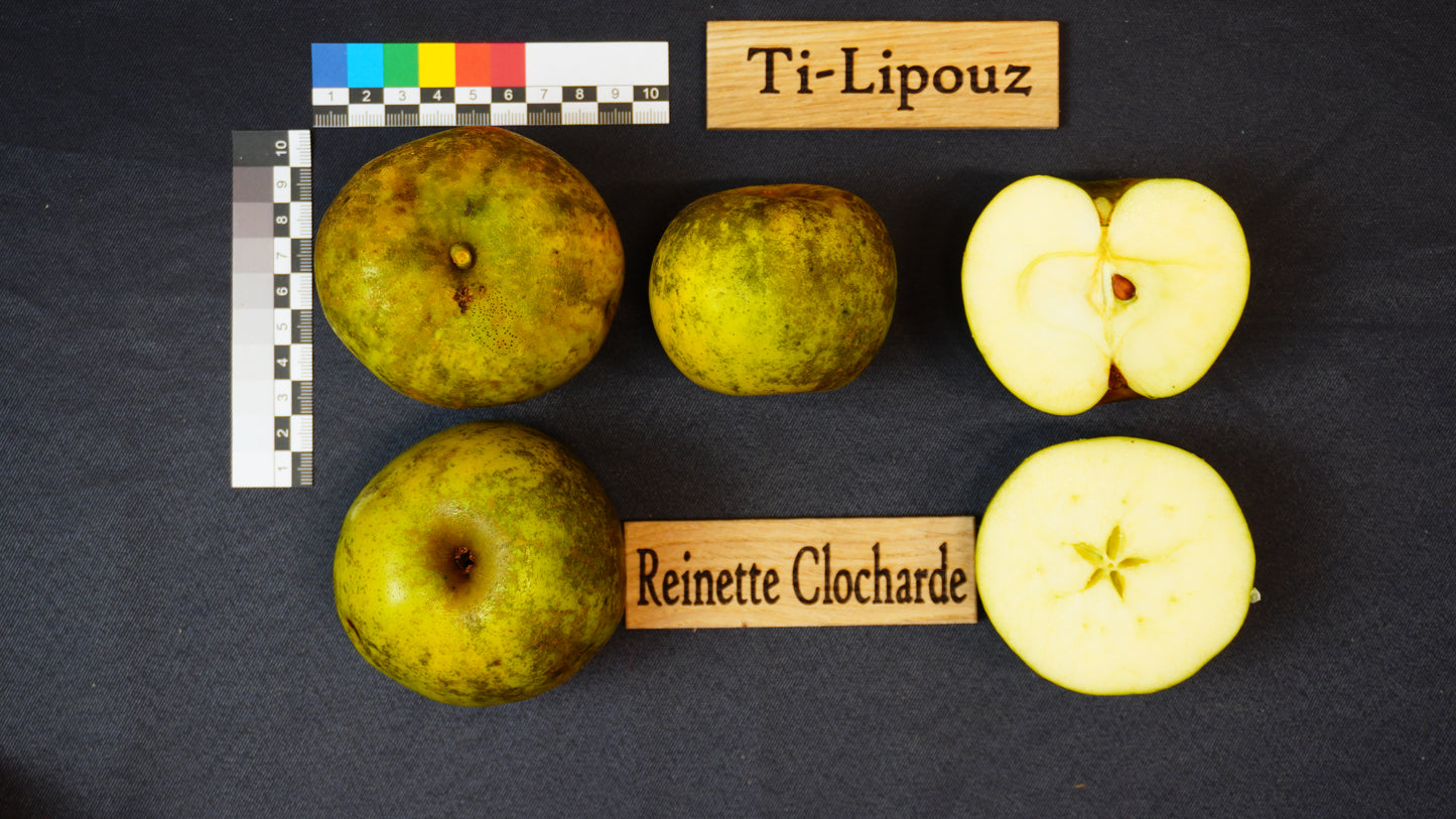 Apple tree - Reinette Clocharde