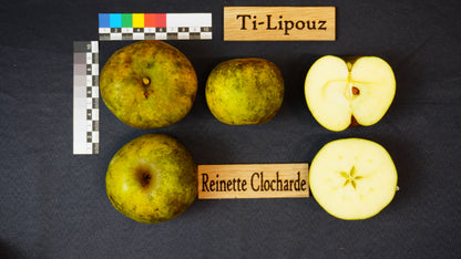 Apple tree - Reinette Clocharde
