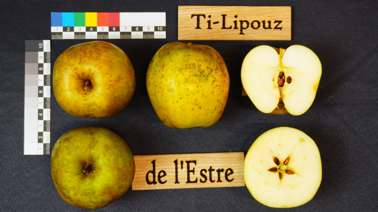Apple tree - of the East