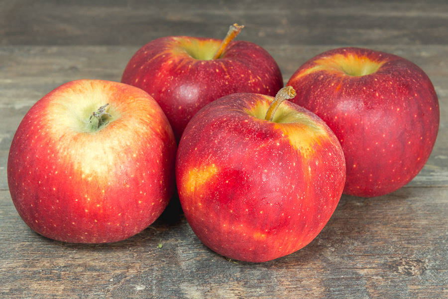 Apple tree - Elstar