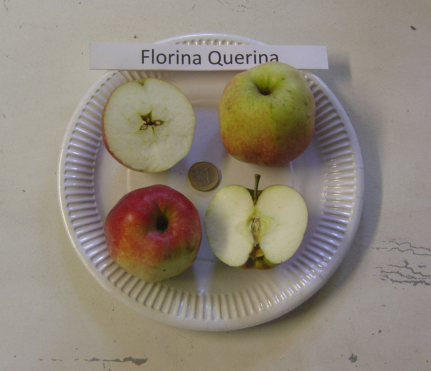 Apple tree - Florina