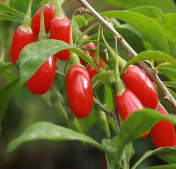 Goji - Big Life Berry