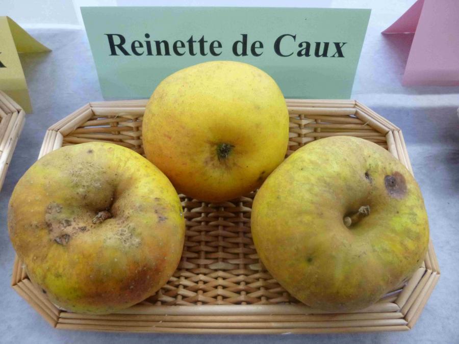 Apple tree - Reinette de Caux
