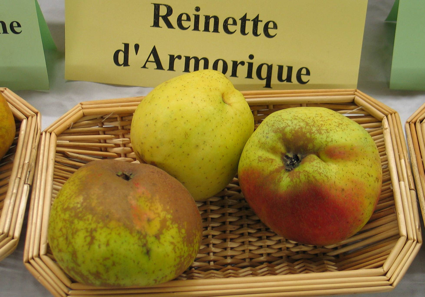 Apple tree - Reinette d'Armorique