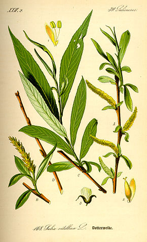 Saule OSIER - Fragilis Rouge Belge