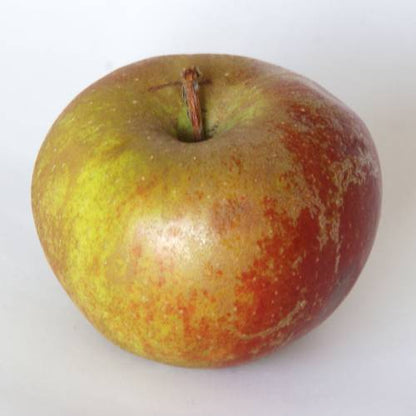 Boskoop Apple Tree