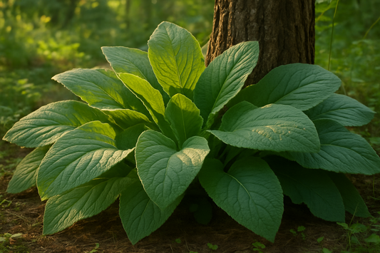 Consoude de Russie - Bocking 14