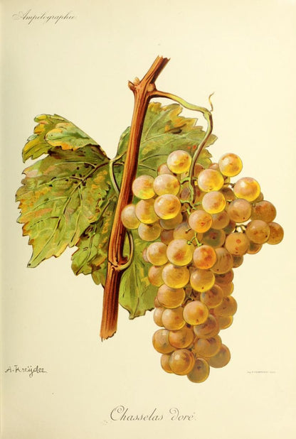 Golden Chasselas Vine