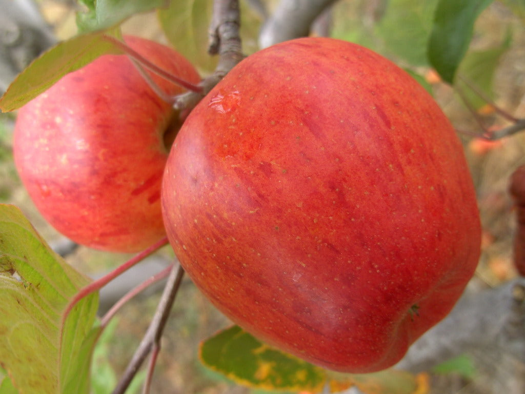 Apple tree - Common thread