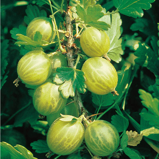 Groseillier à Maquereau - Mucurine
