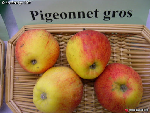 Apple Tree - Large Pigeon