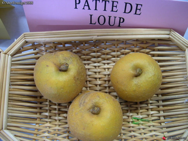 Apple tree - Wolf's paw