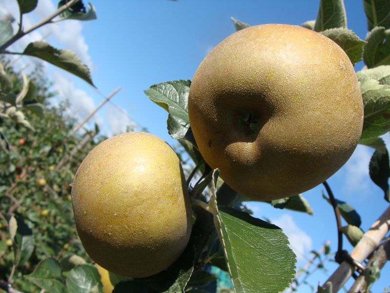 Apple tree - Reinette Grise de Lorient