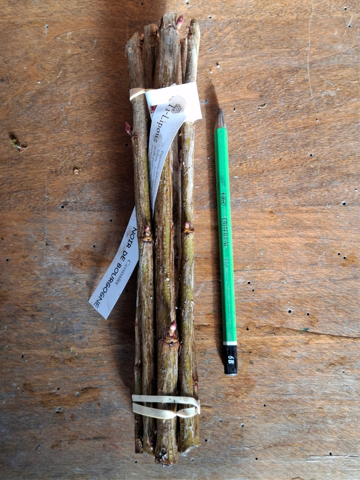 Small Fruit Cuttings