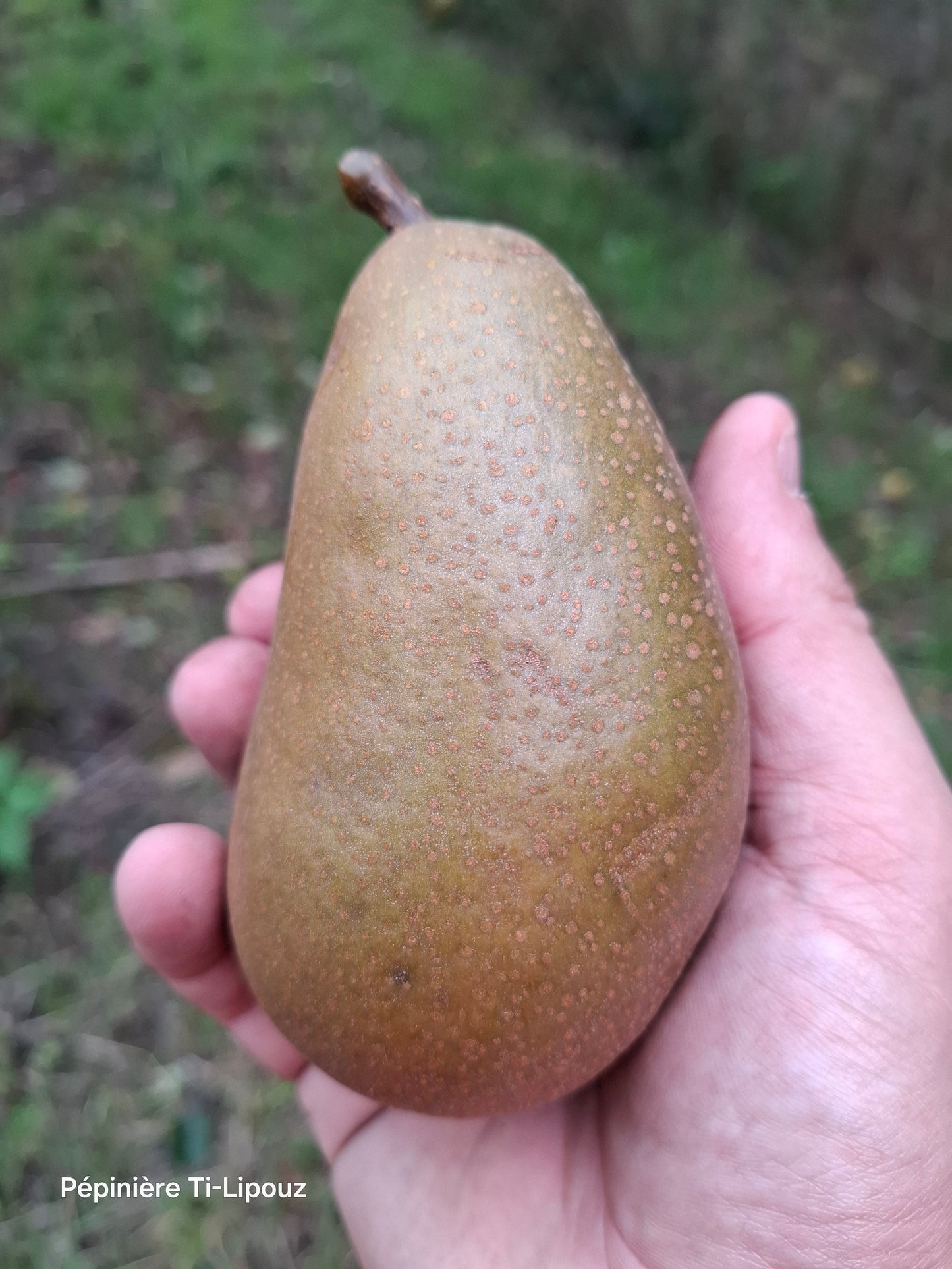 Pear Tree – Clairgeau Butter