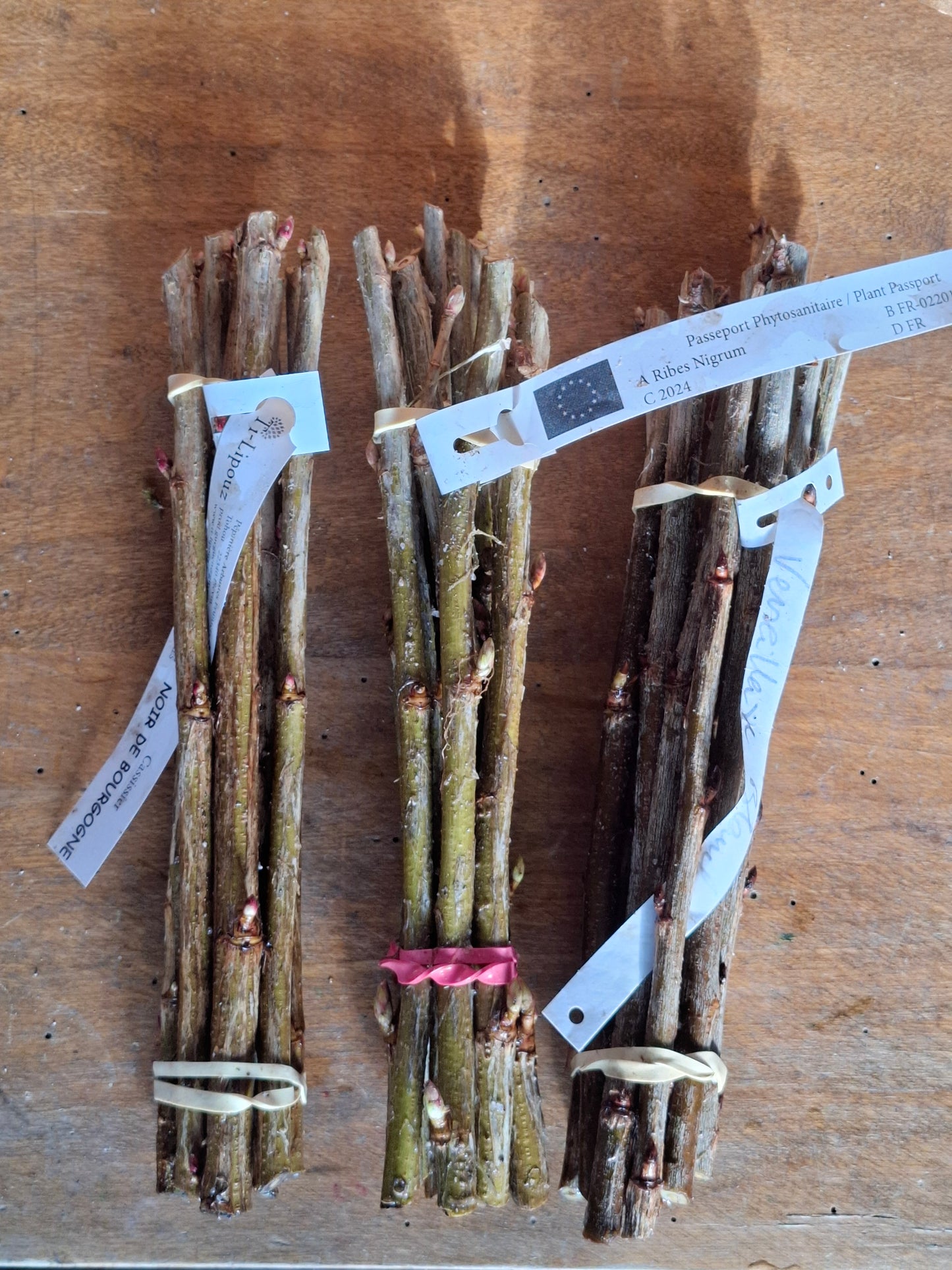 Small Fruit Cuttings