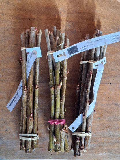 Small Fruit Cuttings