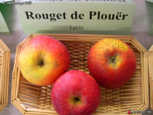 Apple Cider - Red mullet of Plouër