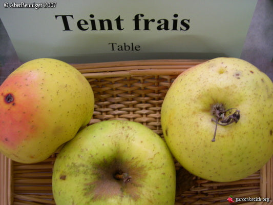 Apple tree - Fresh complexion